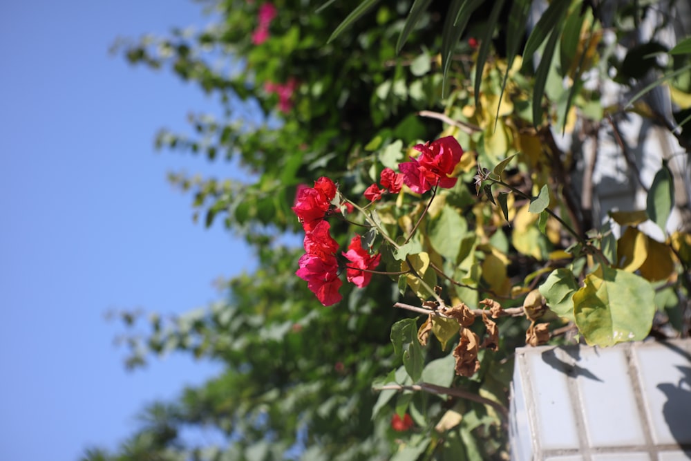 a plant with red flowers and green leaves