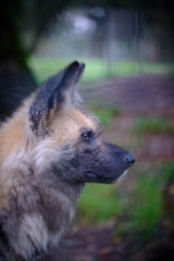 A close-up side profile of a wild animal with large ears and a mottled fur coat, gazing into the distance against a blurred, natural background.