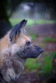 A close-up side profile of a wild animal with large ears and a mottled fur coat, gazing into the distance against a blurred, natural background.