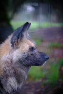A close-up side profile of a wild animal with large ears and a mottled fur coat, gazing into the distance against a blurred, natural background.