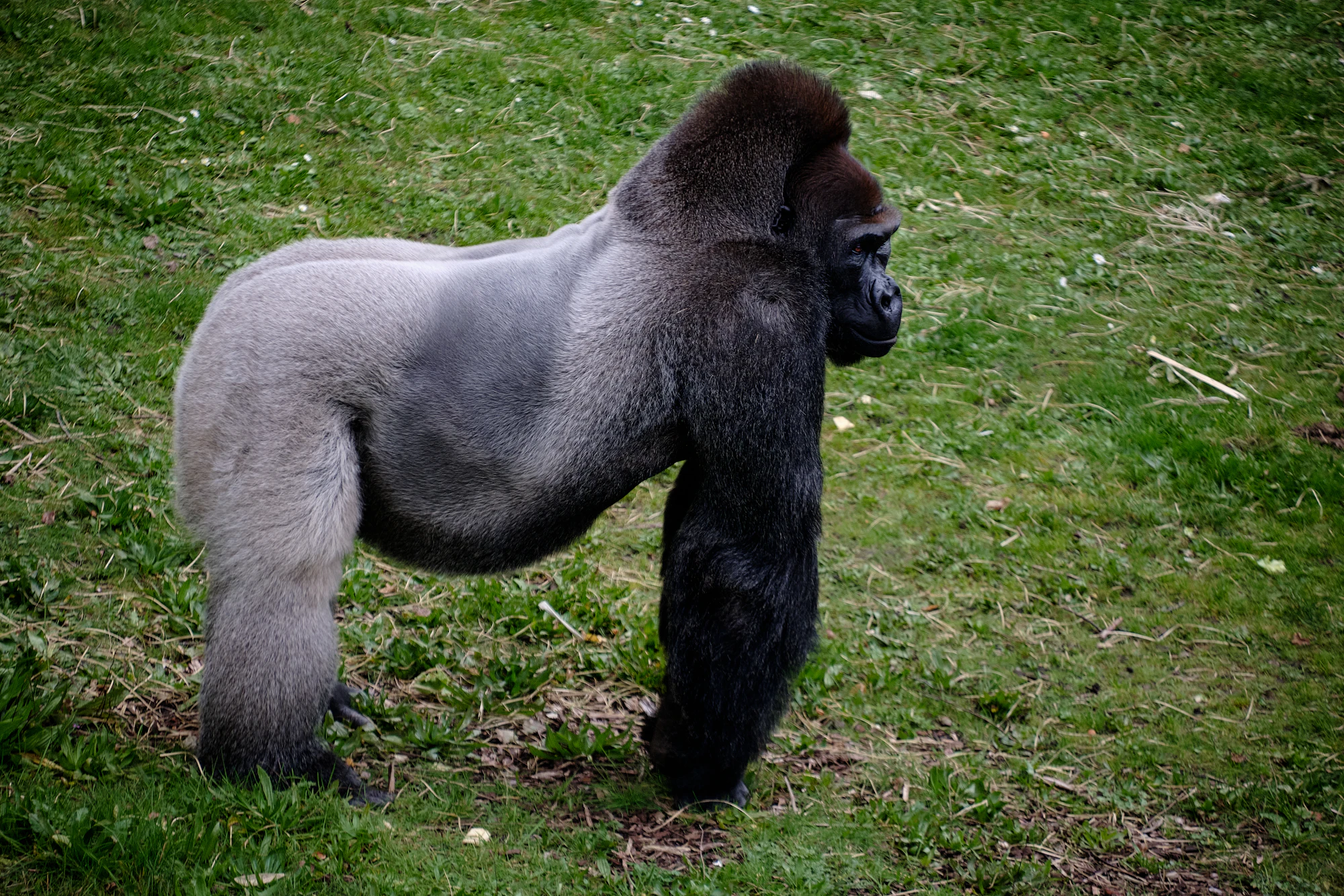 Mountain gorilla silverback in lush green forest