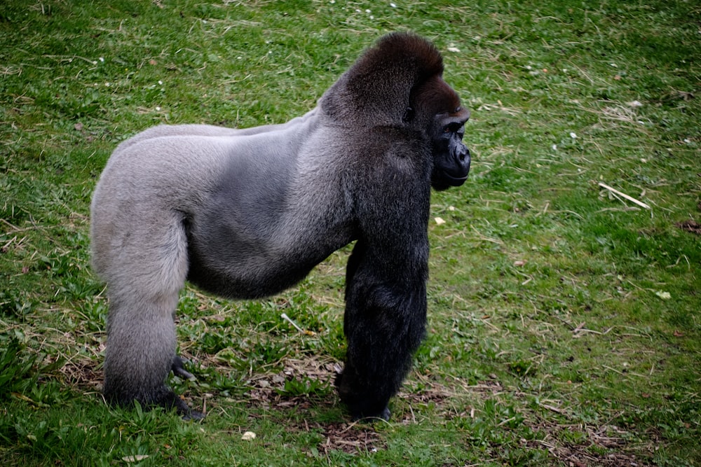 a gorilla standing on top of a lush green field