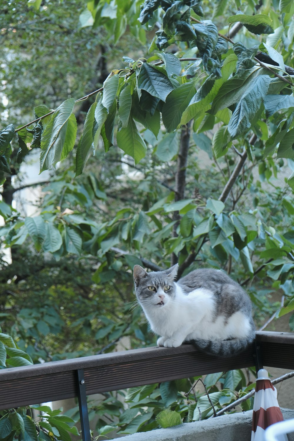 a gray and white cat sitting on top of a wooden fence