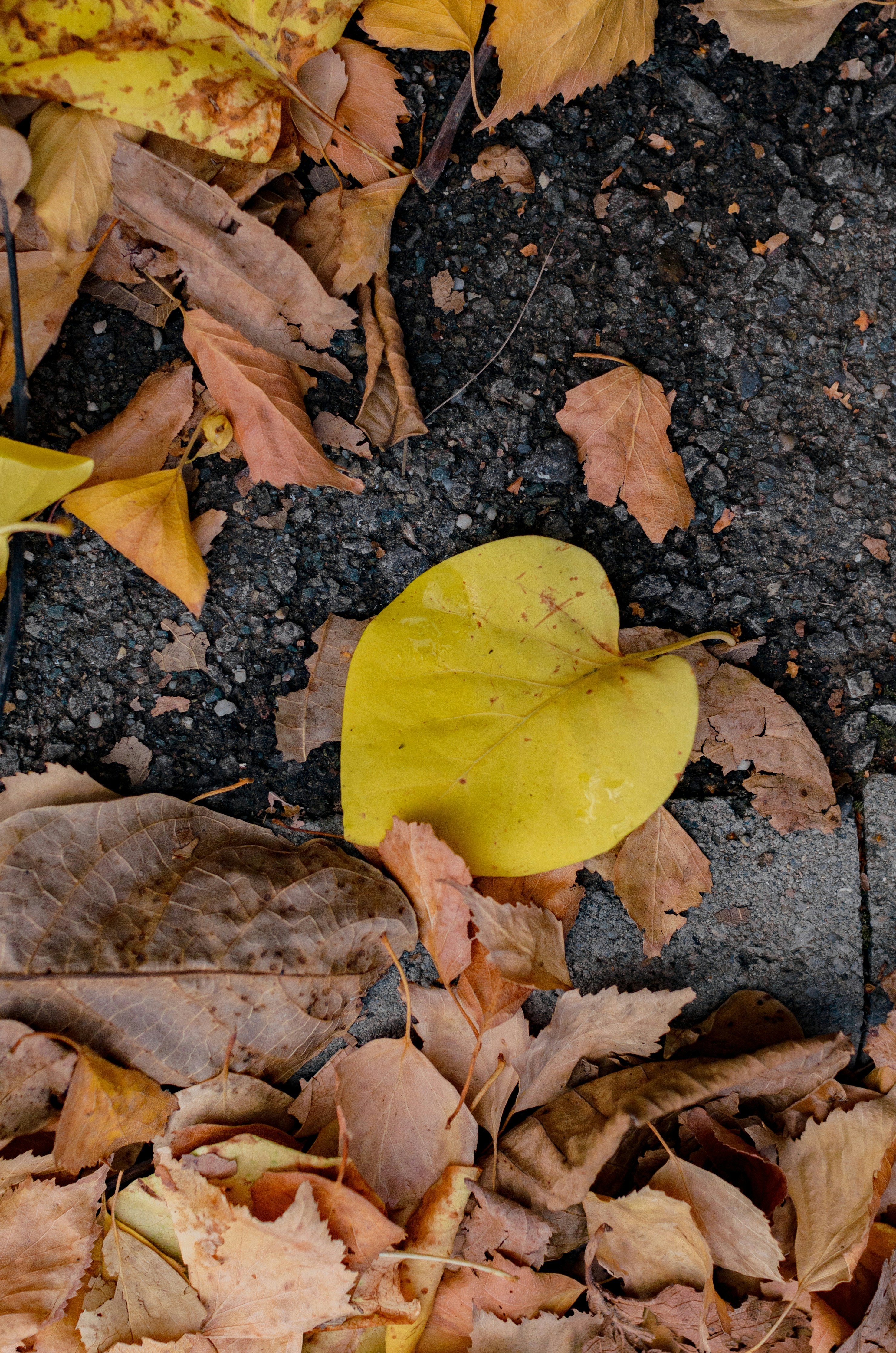 Photo by gamanalice3012