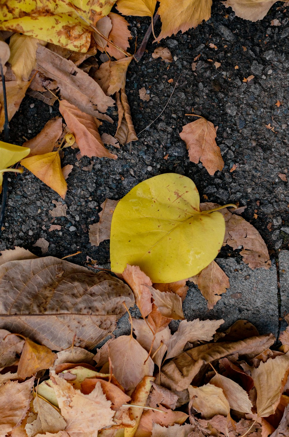 a yellow leaf laying on top of a pile of leaves