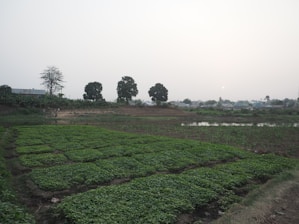A calm rural landscape in Trás-os-Montes with a simple vegetable garden and rustic elements under soft natural light.