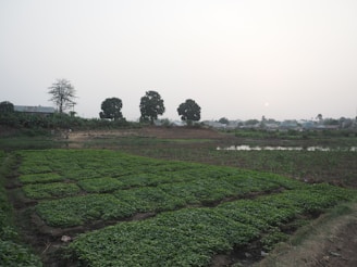 A tranquil rural landscape featuring neatly arranged rectangular plots of lush green crops. In the background, a line of trees is visible, with a few scattered houses under a hazy sky. The sun is low on the horizon, casting a soft, diffused light over the scene.