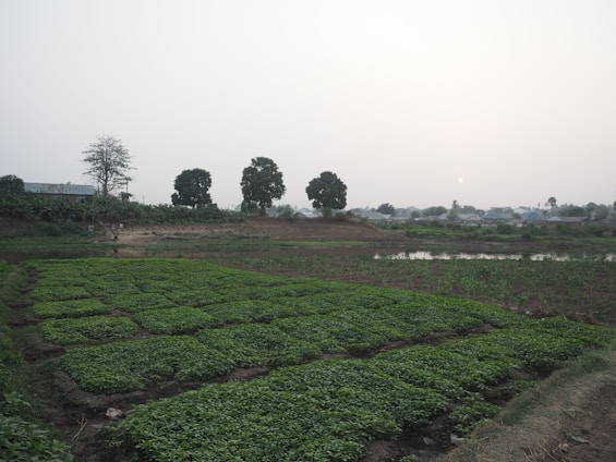 A calm rural landscape in Trás-os-Montes with a simple vegetable garden and rustic elements under soft natural light.