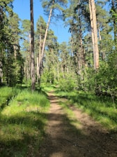 A serene forest path lined with tall pine trees under soft morning light.