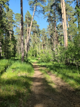 A serene forest path lined with tall pine trees under soft morning light.