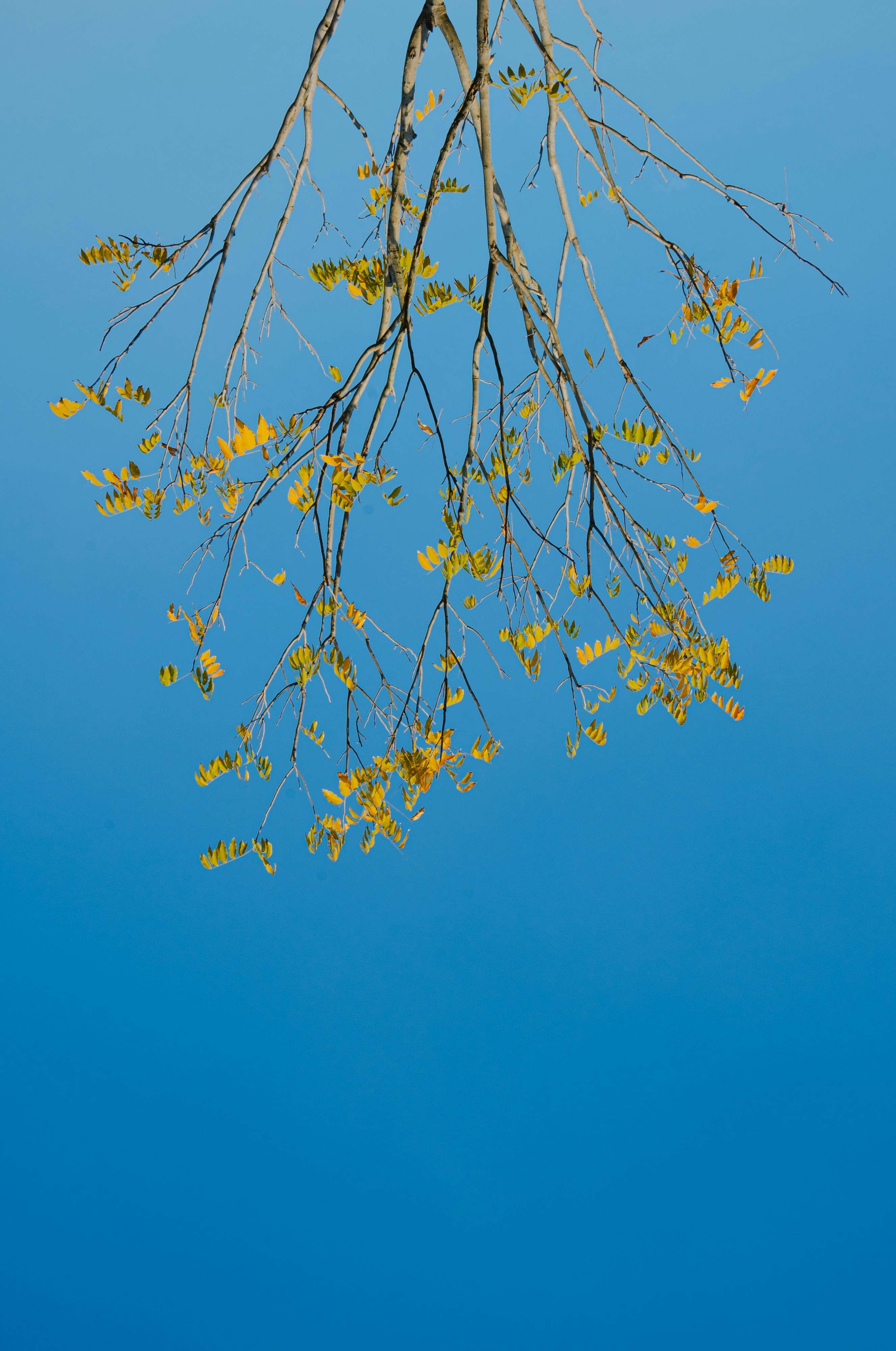 Photo by panchiosd