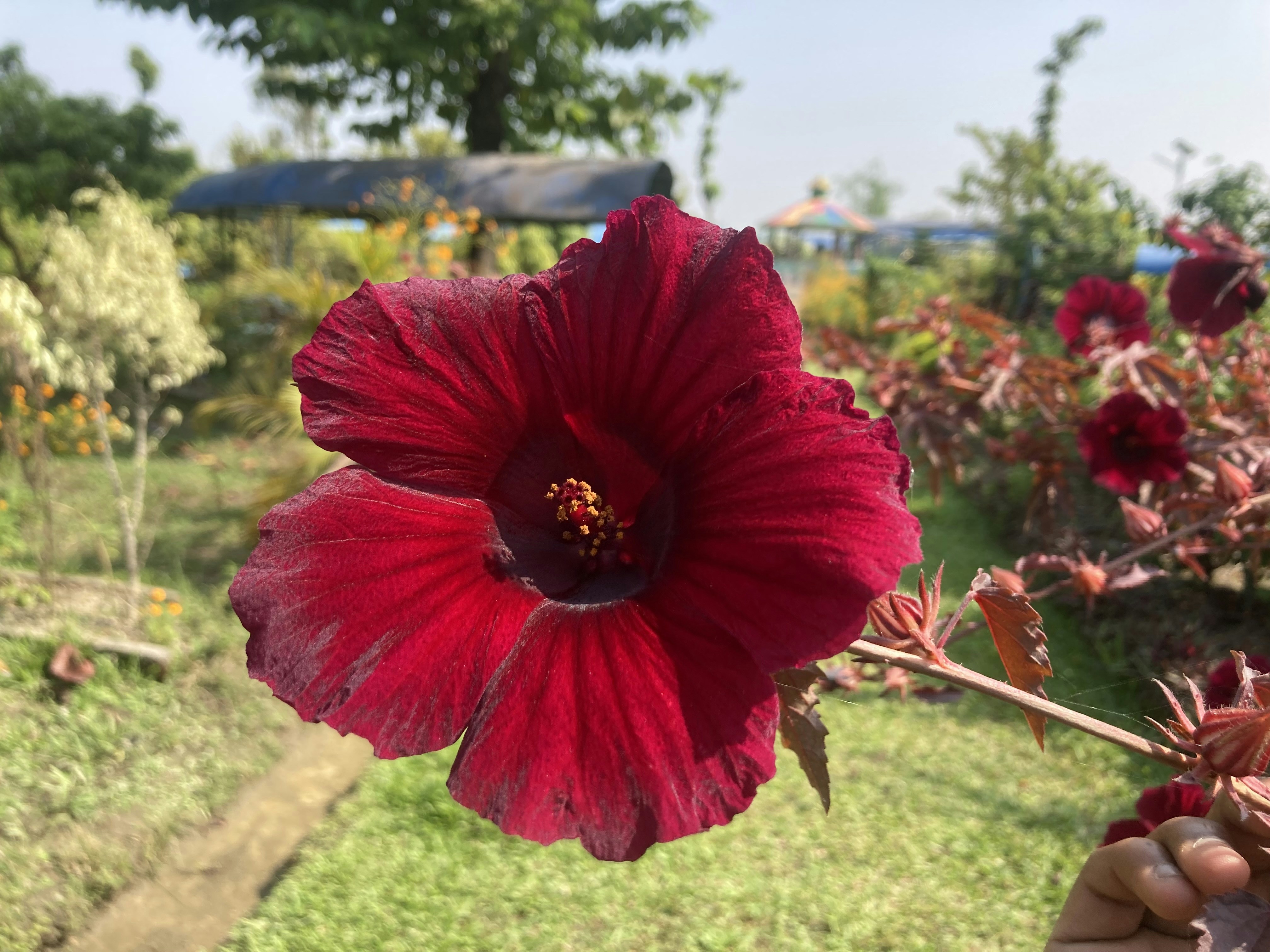 Vibrant Hibiscus Plant