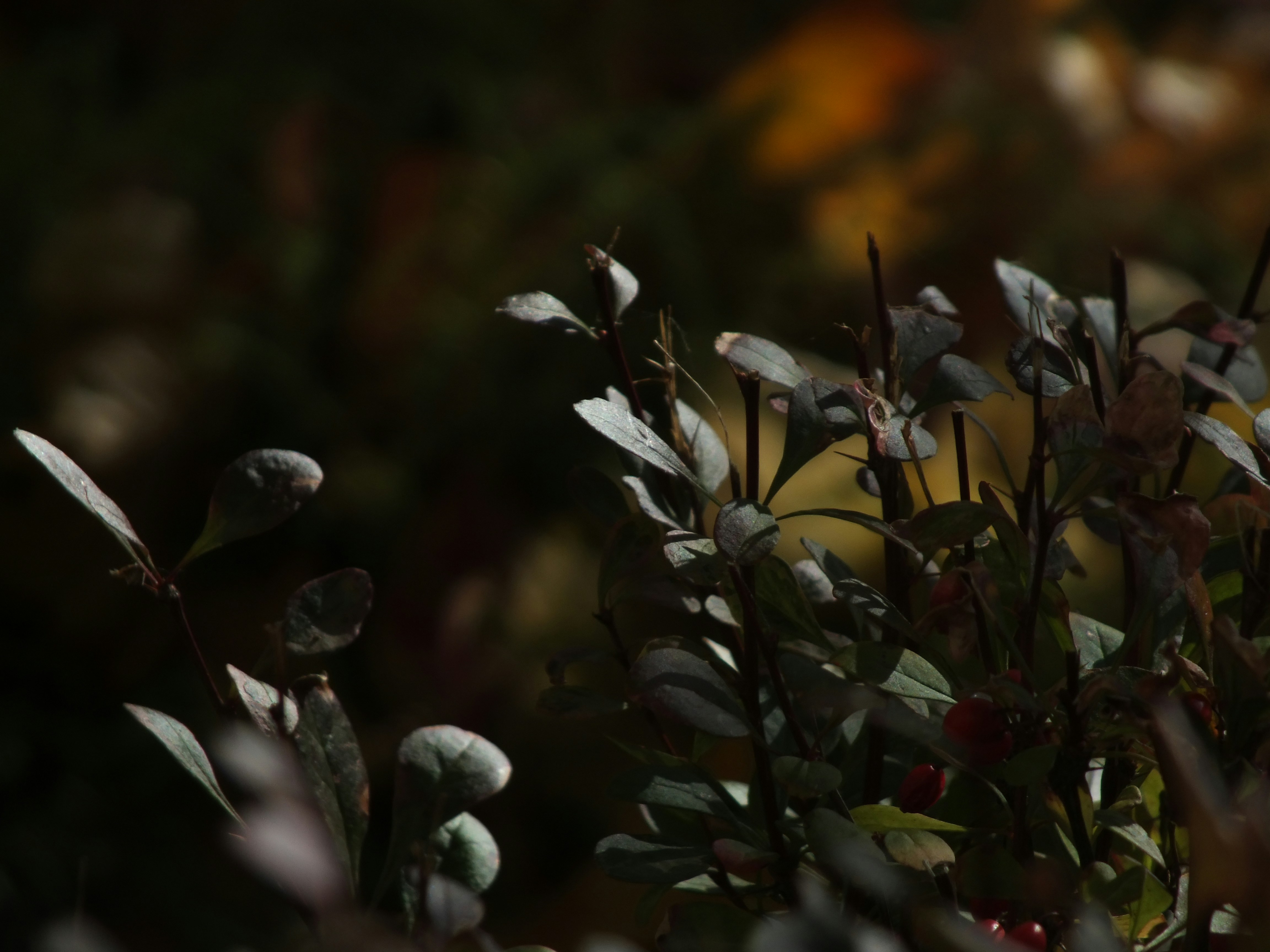 Photo by ikakosickij