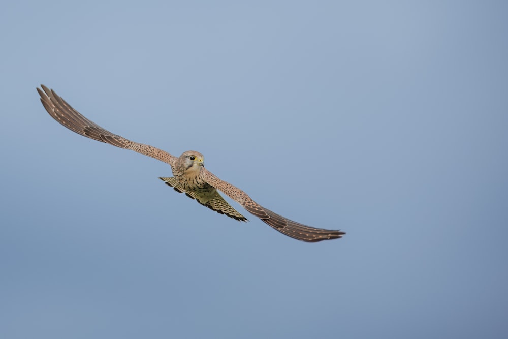 a large bird flying through a blue sky