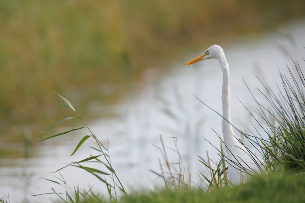 a white bird standing next to a body of water