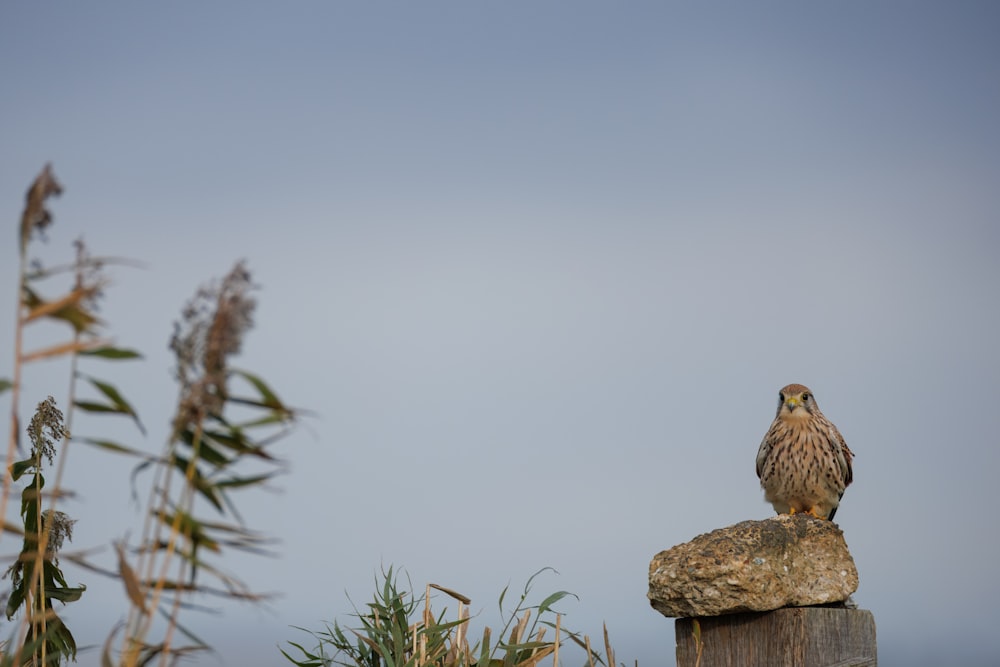 un pájaro sentado en lo alto de un poste de madera