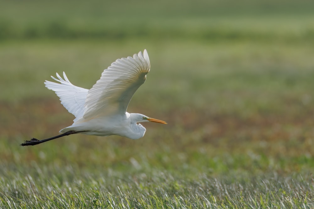 ein weißer Vogel, der über ein saftig grünes Feld fliegt