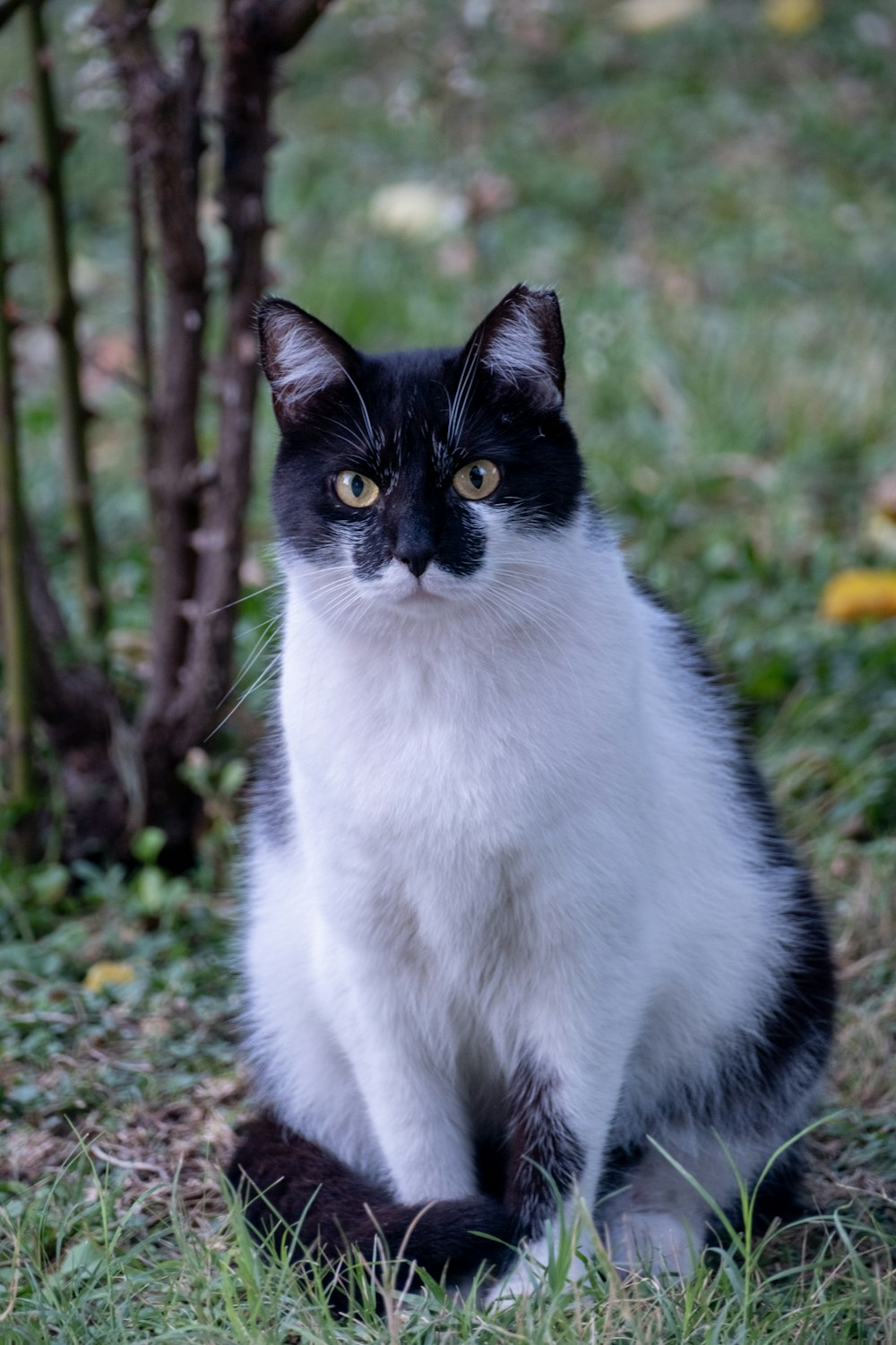 a black and white cat sitting in the grass