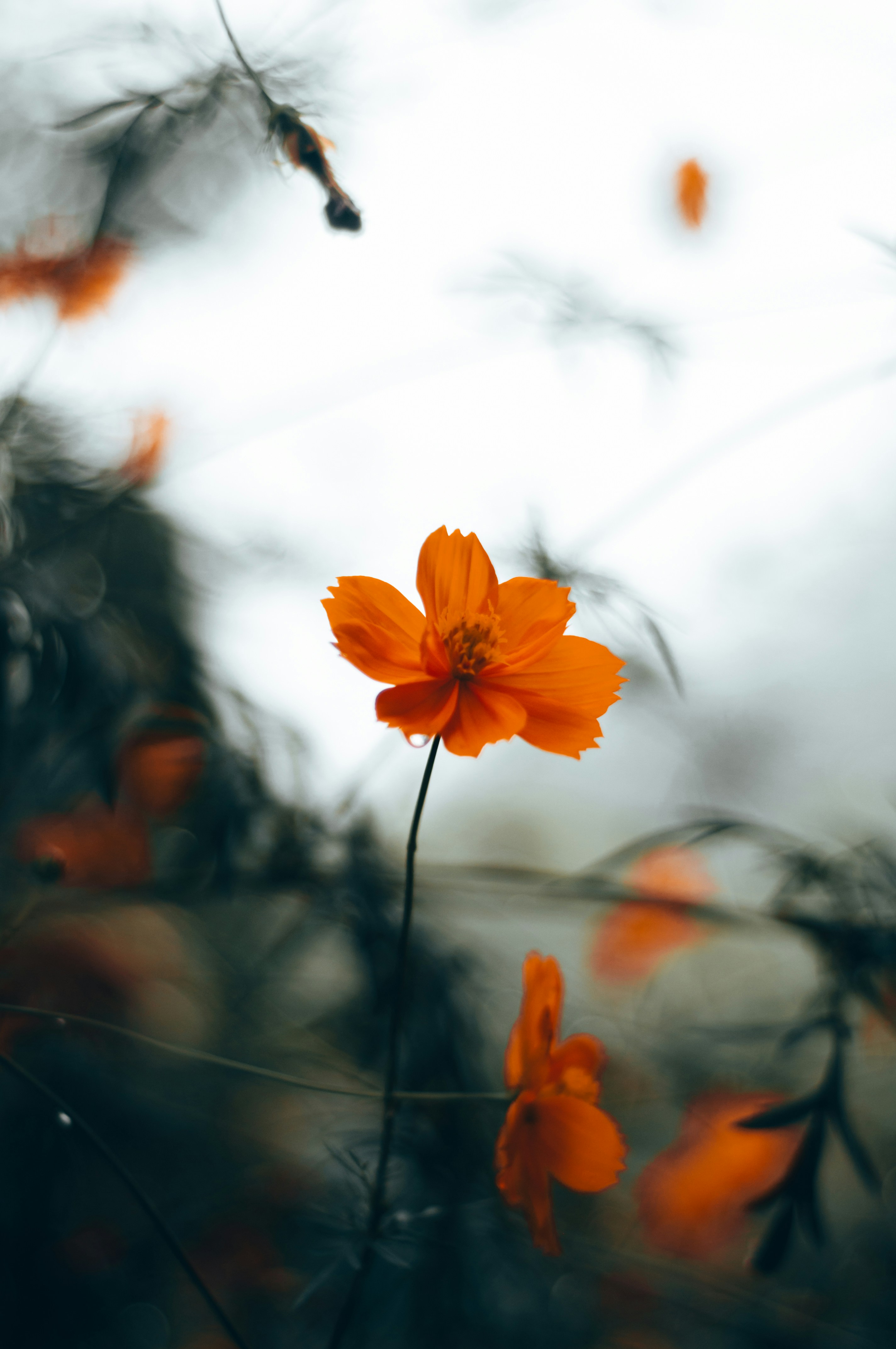 Photo by yadunandlal