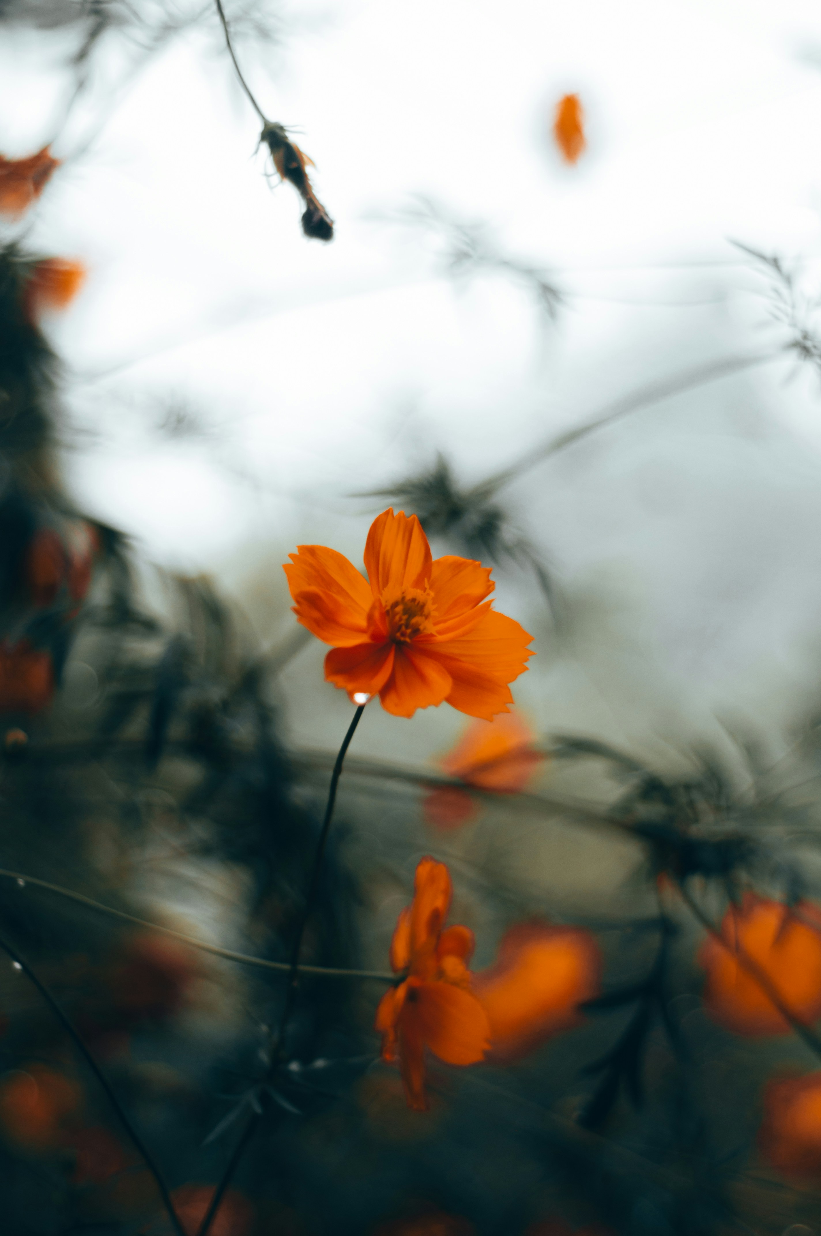 Photo by yadunandlal