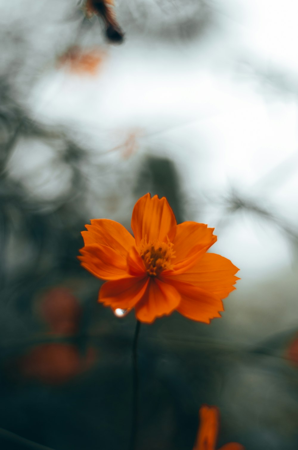 a single orange flower with a blurry background