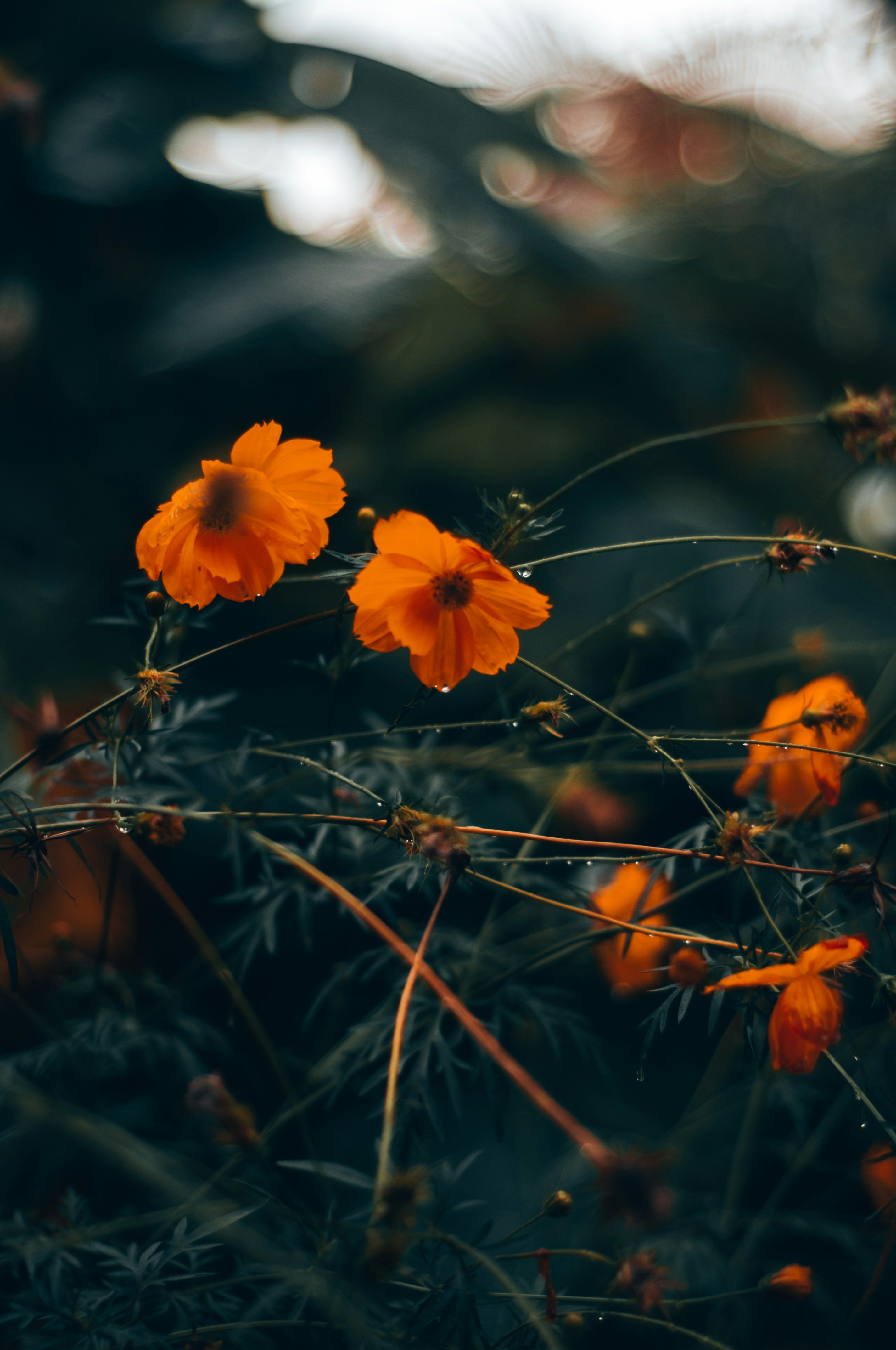 Photo by yadunandlal