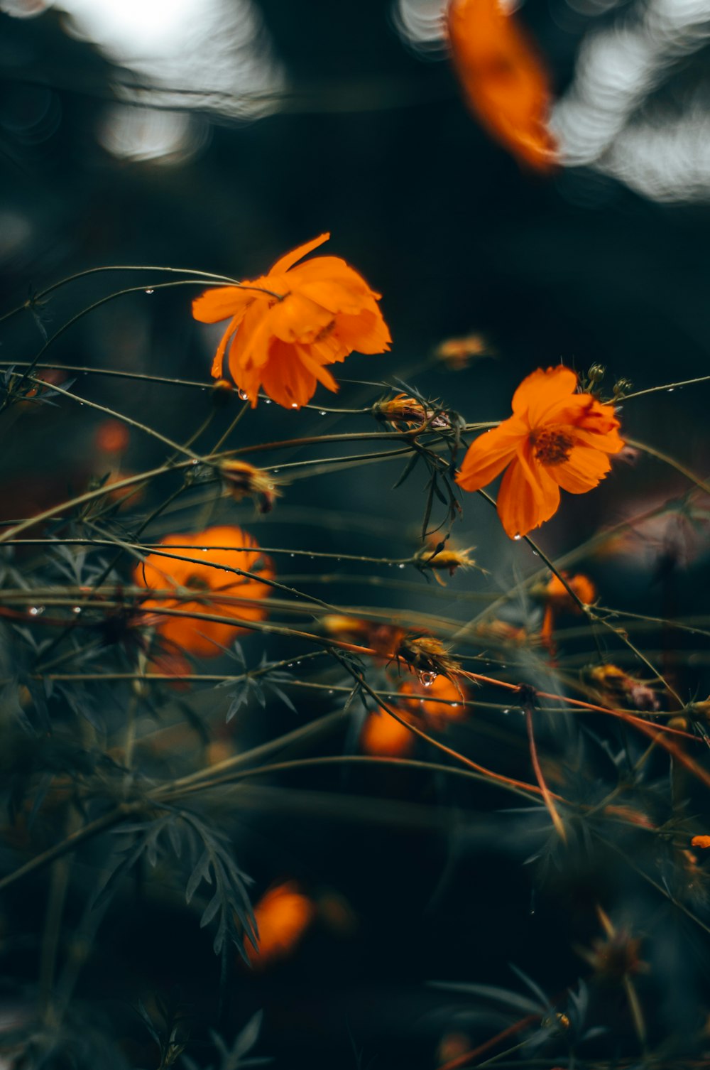 a bunch of orange flowers in a field