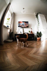 Black low-poly geodesic cat house placed in a cozy living room corner.