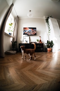 A cozy living room corner with a cat playing near a small plant and a tablet displaying a health chart.