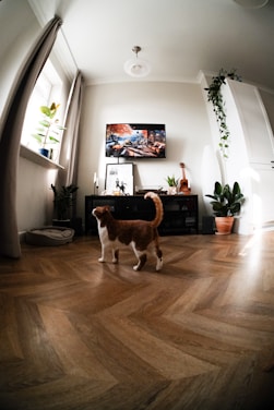 A cozy living room with a playful cat and various cat products displayed.