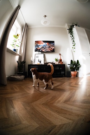 A cozy living room with a cat playing near a window in a small London flat.