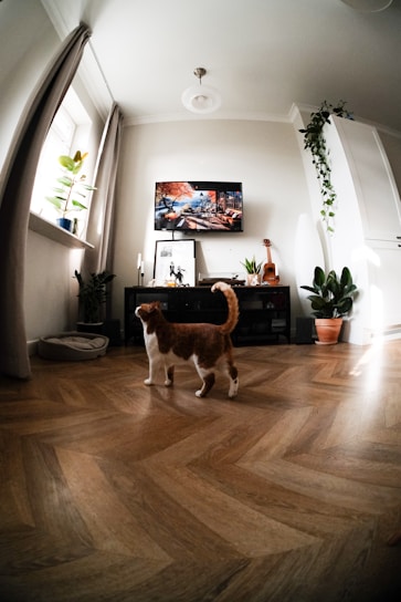 A cozy living room with a playful cat and various cat products displayed.
