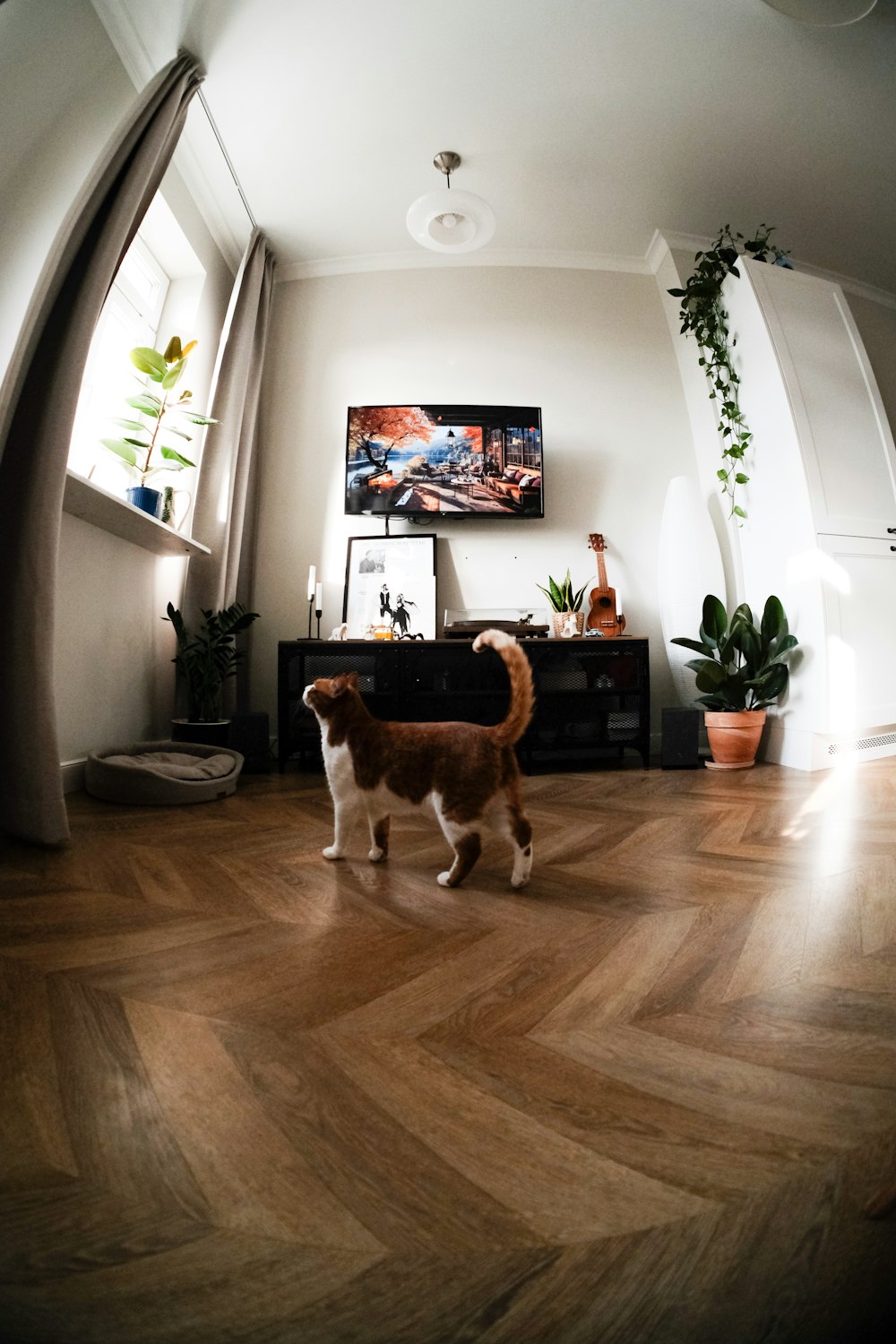 a brown and white cat standing on top of a hard wood floor