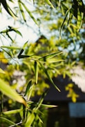Close-up of bamboo leaves rustling as wind passes through a garden shield.