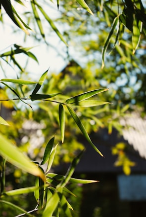 A close-up of green bamboo leaves with a blurred background that includes more foliage and possibly a structure. Sunlight filters through the leaves, casting bright highlights and creating a peaceful, natural atmosphere.