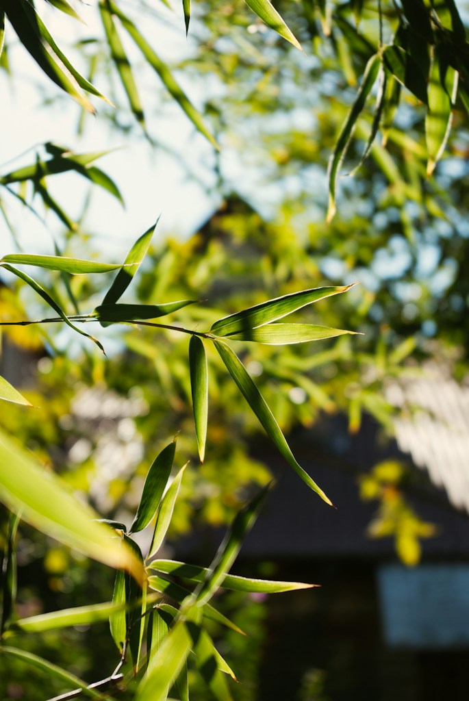 Bamboo Chicks