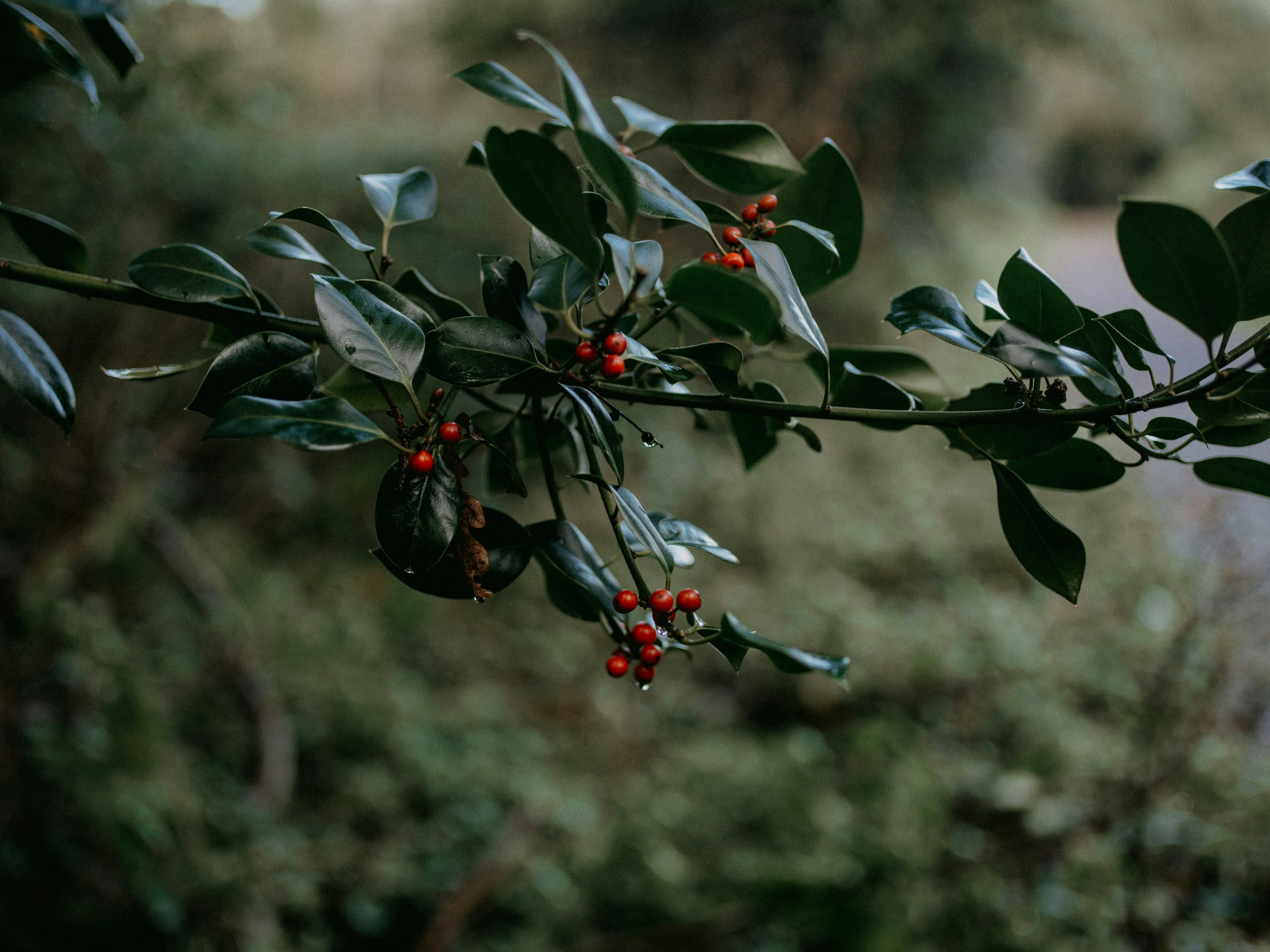 Photo by anniespratt