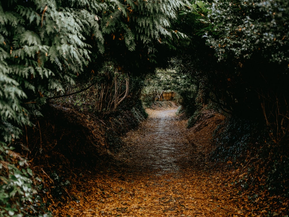 a path in the middle of a forest with lots of leaves on the ground