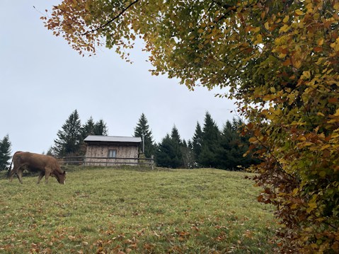 A pastoral scene featuring a brown cow grazing on a lush green hillside. In the background, a rustic wooden cabin is surrounded by tall evergreen trees. Autumn foliage with vibrant orange and yellow leaves frames the image, suggesting a transition into fall.