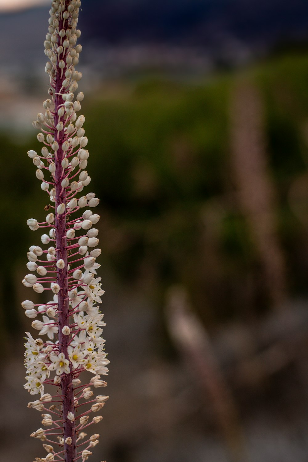 a close up of a flower with a blurry background