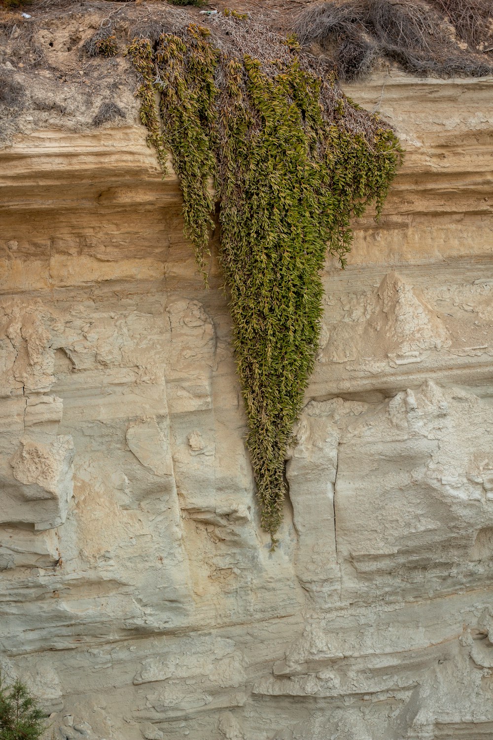 a rock wall with a plant growing on it