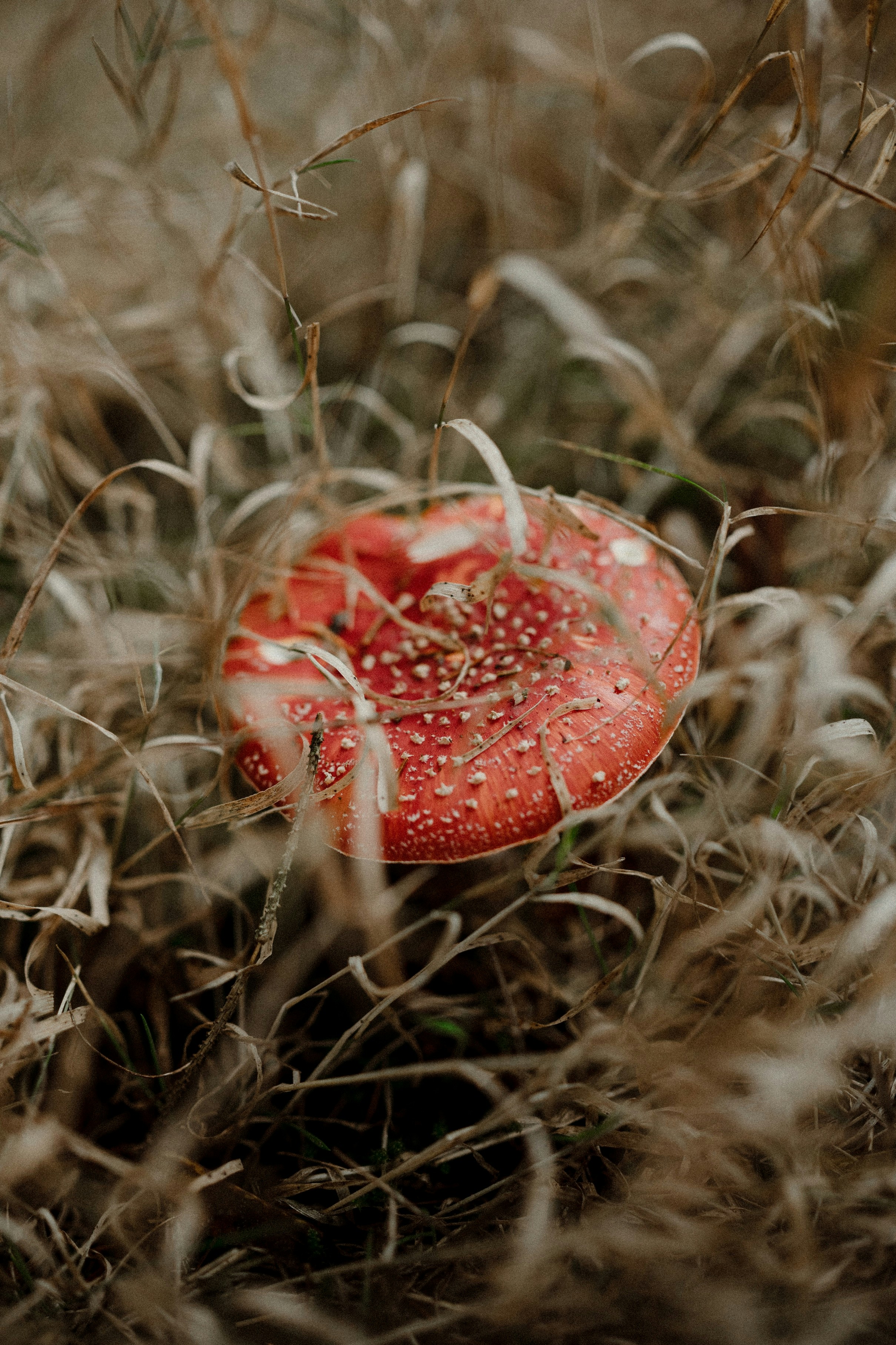 a red mushroom sitting on top of a lush green field