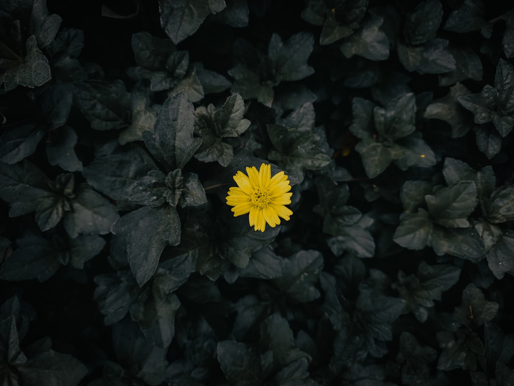 a yellow flower surrounded by black leaves