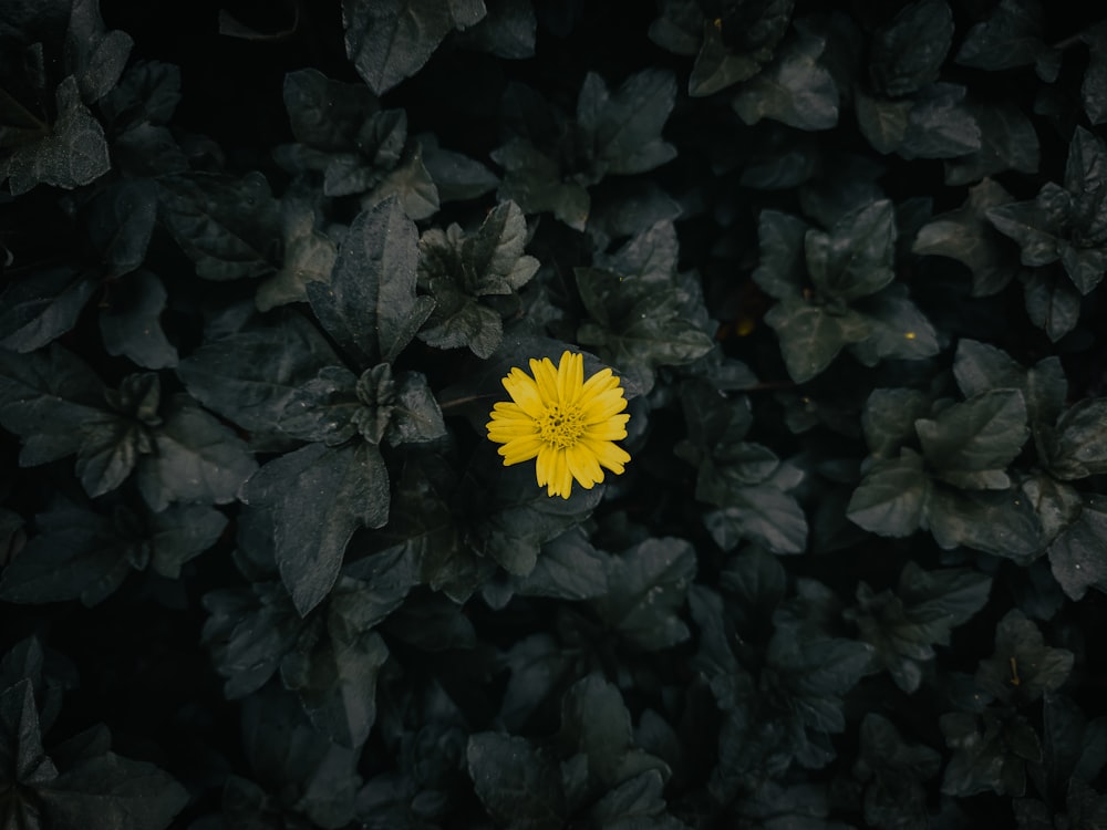 검은 잎에 둘러싸인 노란 꽃