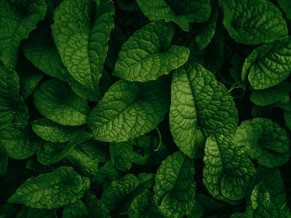 a close up of a green leafy plant