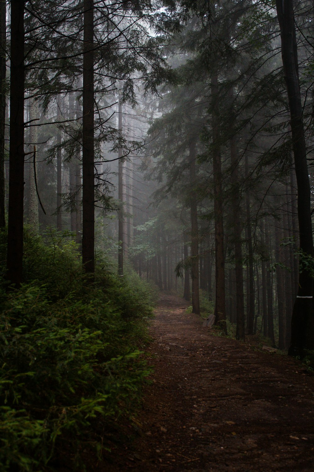 a path in the middle of a forest on a foggy day