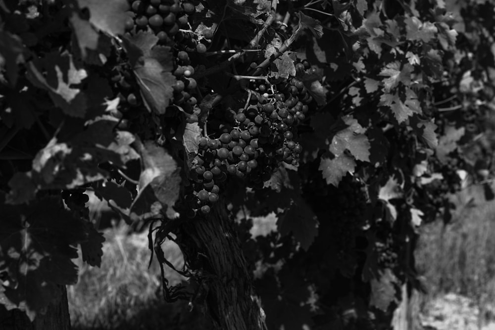 a black and white photo of a bunch of grapes