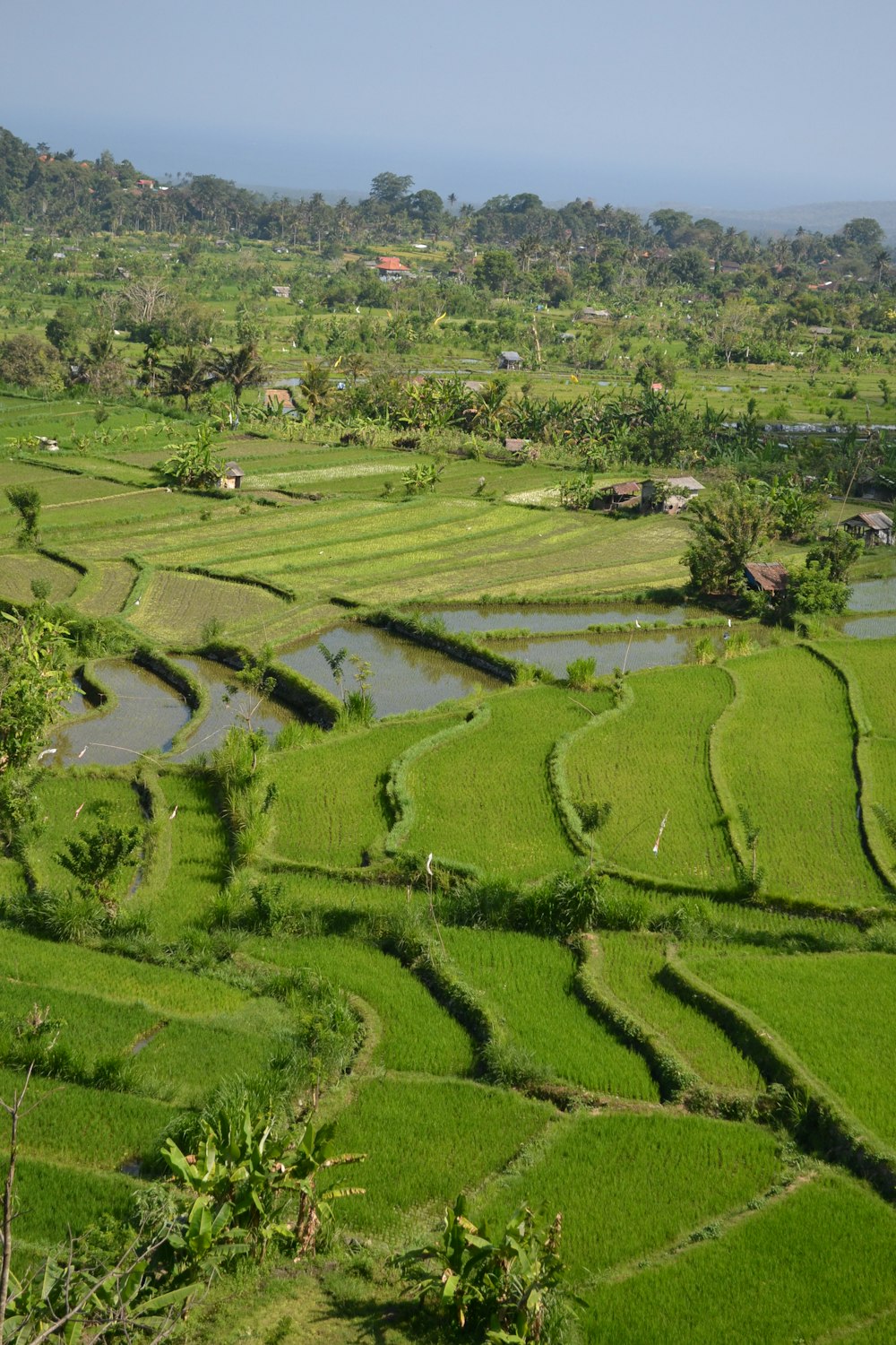 a lush green field with a small village in the distance