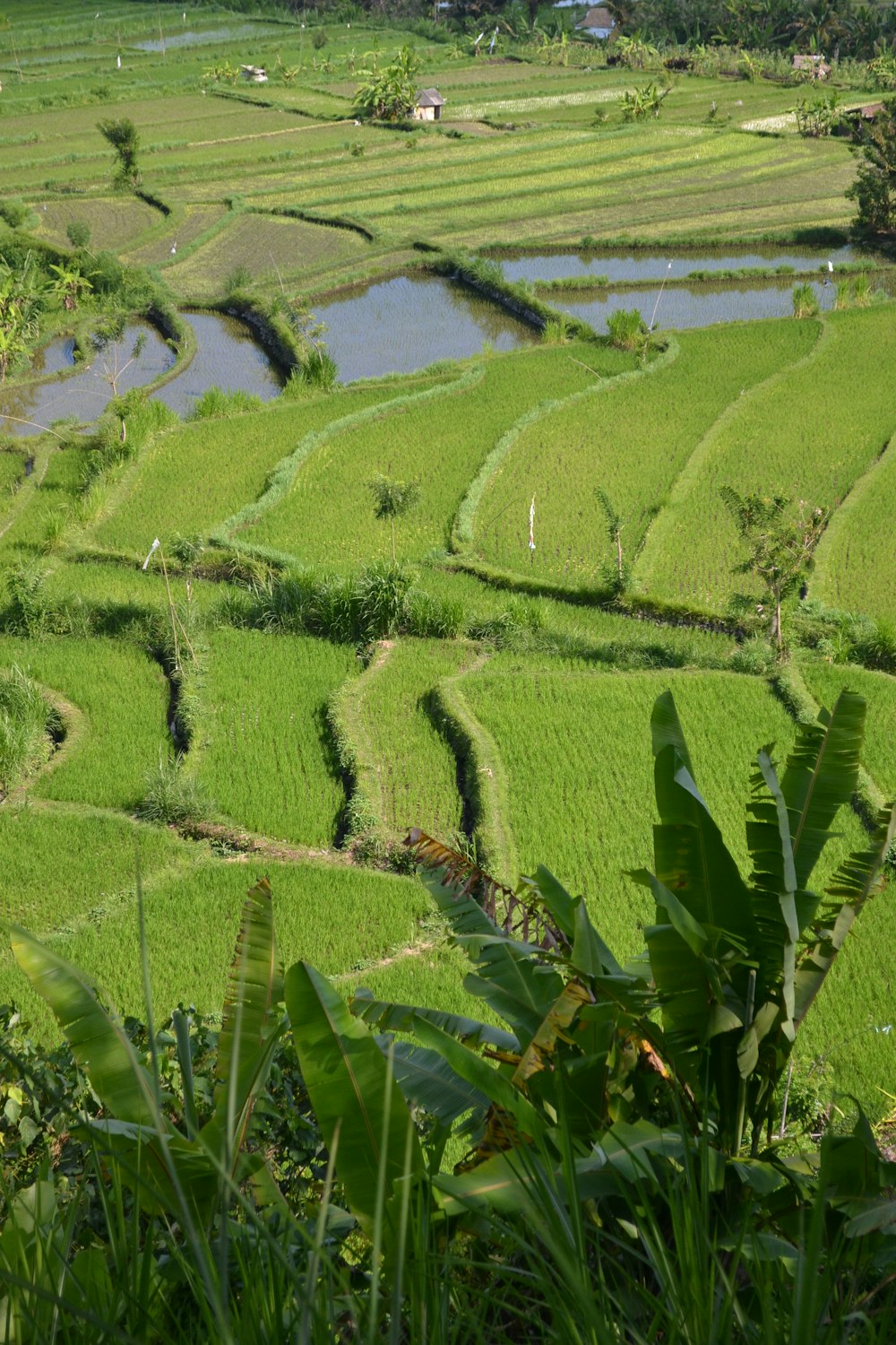 a lush green rice field next to a river