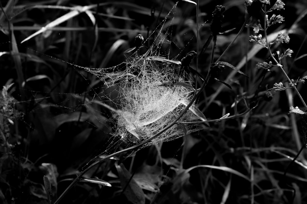 a black and white photo of a spider web